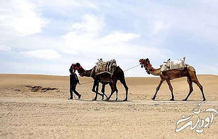 عکس های کویر ورزنه  حیوانات کویر ورزنه, کویر ورزنه, سفر به کویر ورزنه در تابستان